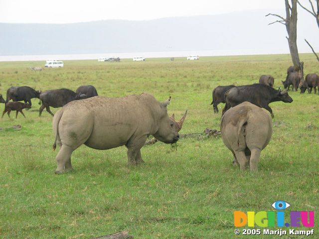 14463 Rhinos and Buffalos